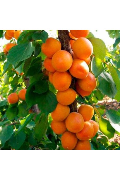 Плоди абрикоса Зоряний крупним планом на гілці у серпні